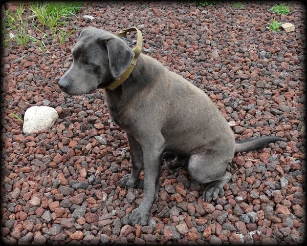 CaliberDog ID Collar With Cobra Buckle & Handle 2 CaliberDog ID Collar With Cobra Buckle & Handle - Image 2