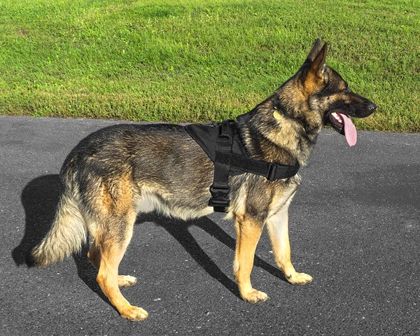 CaliberDog GT Patrol Harness 5 CaliberDog GT Patrol Harness - Image 5