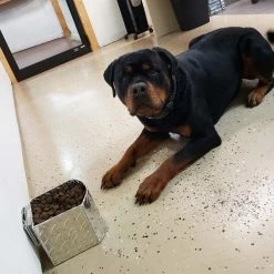 Aluminum Spill Proof Dog Bowls -Puppy`s Store 992059 151 full 06087.1644842020