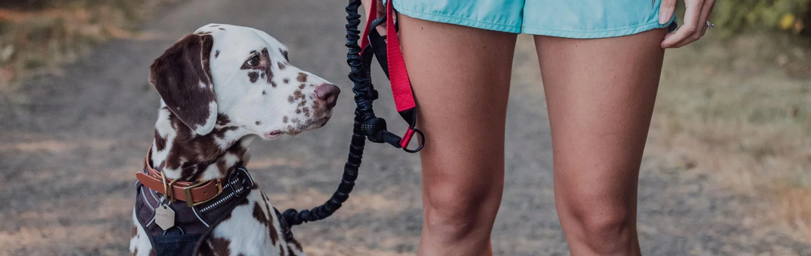 Puppy`s Store 1 Puppy`s Store -Puppy`s Store DOG 1