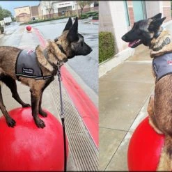 Custom Logo/Text Service Dog Starter Cape -Puppy`s Store KerriLenell full 13960.1638911492