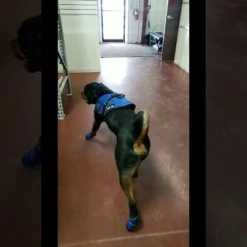 Non Slip Reflective Dog Boots (set Of 2) -Puppy`s Store maxresdefault 38665.1646860824